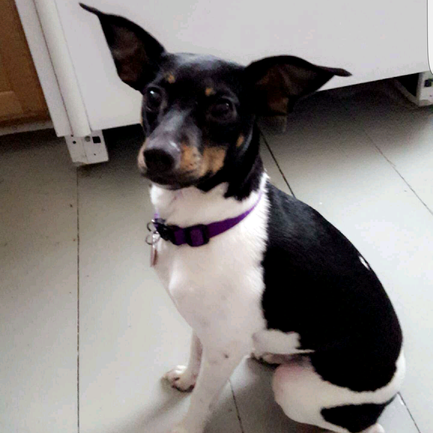 A small dog with black and white fur sitting on a wooden floor, wearing a purple collar.